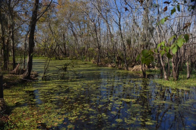 Brazos Bend State Park